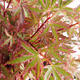 Venkovní bonsai -Javor dlanitolistý Acer palmatum Butterfly - 1/3