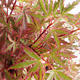 Venkovní bonsai -Javor dlanitolistý Acer palmatum Butterfly VB2020-696 - 1/3