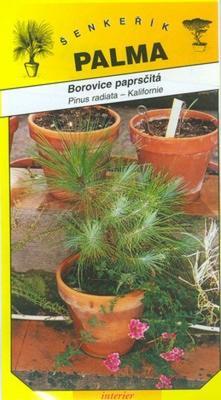 Borovice paprsčitá - Pinus radiata