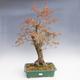 Venkovní bonsai -Javor korkový VB40426 - 1/3