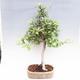 Venkovní bonsai -Maloplodá jabloň VB50100 - 1/3