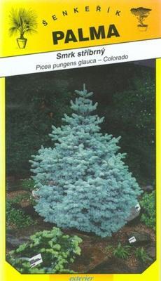 Smrk stříbrný - Picea pungenc glauca