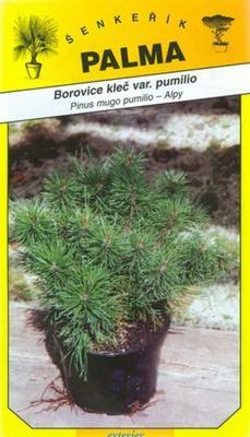 Borovice klečvar. pumilio -Pinus mugo pumiilio