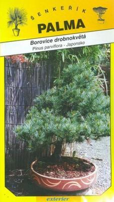 Borovice drobnokvětá - Pinus parviflora