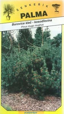 Borovice kleč- kosodřeviny - Pinus mugo mugnus