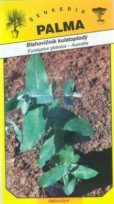 Blahovičník kulatoplodý - Eucaliptus globulus