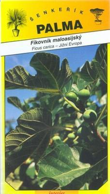 Fíkovník maloasijský - Ficus carica