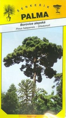 Borovice alepská - Pinus halepensis