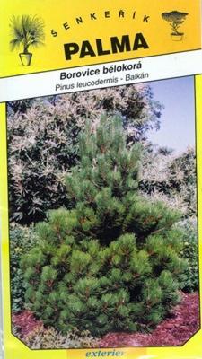 Borovice bělokorá - Pinus leucodermis