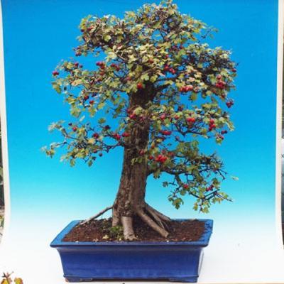 Venkovní bonsai - hloh VB30215 - 1