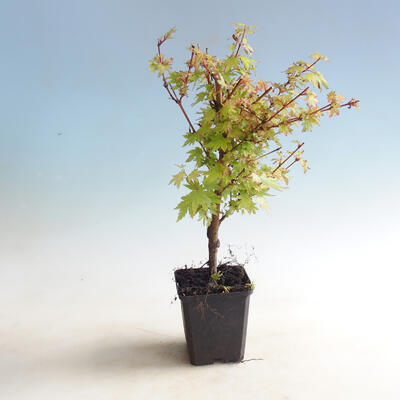 Venkovní bonsai-Acer palmatum Koto Maru - 1