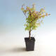 Venkovní bonsai-Acer palmatum Koto Maru - 1/4