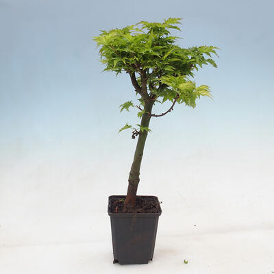 Javor dlanitolistý - Acer palmatum Shishigashira 1 ks - 1