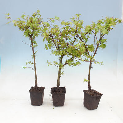 Javor dlanitolistý - Acer palmatum Berry Broom 1 ks - 1