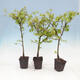 Javor dlanitolistý - Acer palmatum Berry Broom 1 ks - 1/2