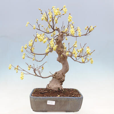 Venkovní bonsai - Lískoveček - Corylopsis Spicata - 1