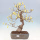 Venkovní bonsai - Lískoveček - Corylopsis Spicata - 1/7