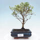 Pokojová bonsai -Ligustrum variegata - Ptačí zob - 1/4
