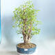 Venkovní bonsai - Jinan dvoulaločný - Ginkgo biloba - 1/5