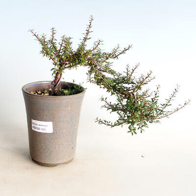 Venkovní bonsai-Cotoneaster astrophorus-Skalník