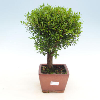 Pokojová bonsai - Syzygium - Pimentovník - 1