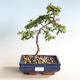 Venkovní bonsai-Pyracanta Teton -Hlohyně - 1/2