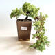 Venkovní bonsai - Juniperus prokumbens NANA -Jalovec - 1/2