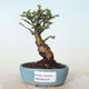 Venkovní bonsai - Ulmus parvifolia SAIGEN - Malolistý jilm - 1/5