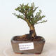 Vonkajšie bonsai - Ulmus parvifolia SAIGEN - malolistá brest - 1/4