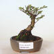 Venkovní bonsai - Ulmus parvifolia SAIGEN - Malolistý jilm - 1/4