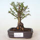 Venkovní bonsai - Ulmus parvifolia SAIGEN - Malolistý jilm - 1/7