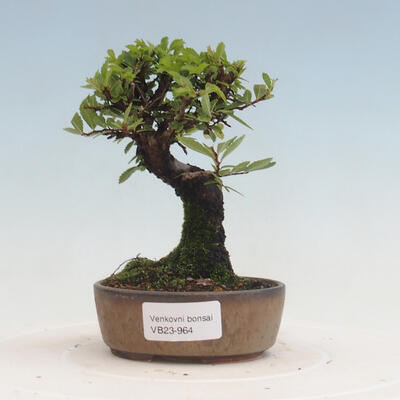 Venkovní bonsai - Zelkova - Zelkova NIRE - 1