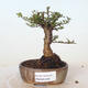 Venkovní bonsai - Ulmus parvifolia SAIGEN - Malolistý jilm - 1/3