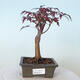 Venkovní bonsai - Acer palm. Atropurpureum-Javor dlanitolistý červený - 1/6