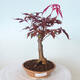 Venkovní bonsai - Acer palm. Atropurpureum-Javor dlanitolistý červený - 1/5