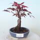 Venkovní bonsai - Acer palm. Atropurpureum-Javor dlanitolistý červený - 1/5