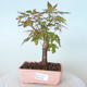 Venkovní bonsai - Javor palmatum sangokaku - Javor dlanitolistý - 1/5