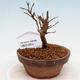 Venkovní bonsai - Javor Buergerianum - Javor Burgerův - 1/5
