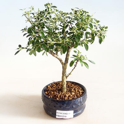 Pokojová bonsai - Serissa foetida Variegata - Strom tisíce hvězd - 1