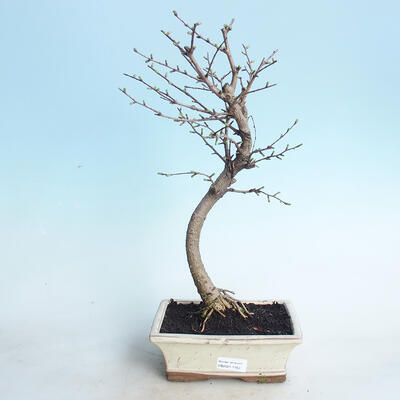Venkovní bonsai - Pamodřín - 1