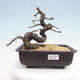 Venkovní bonsai -Larix decidua - Modřín opadavý - 1/4