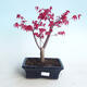 Venkovní bonsai - Javor palmatum DESHOJO - Javor dlanitolistý - 1/4