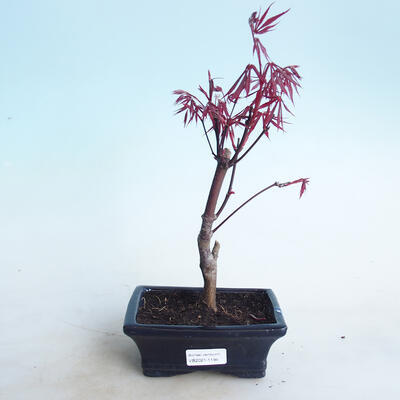 Venkovní bonsai - Acer palm. Atropurpureum-Javor dlanitolistý červený - 1