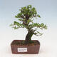 Keramická bonsai miska 14 x 12 x 4 cm, barva hnědá - 1/3