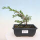 Keramická bonsai miska 17 x 17 x 4,5 cm, barva hnědozelená - 1/3