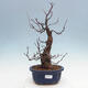 Venkovní  bonsai -  Pseudocydonia sinensis - Kdouloň čínská - 1/7