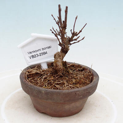 Venkovní bonsai - Javor Buergerianum - Javor Burgerův - 1