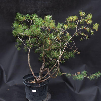 Borovoce lesní - Pinus sylvestris  KA-07 - 1