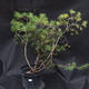 Borovoce lesní - Pinus sylvestris  KA-07 - 1/6