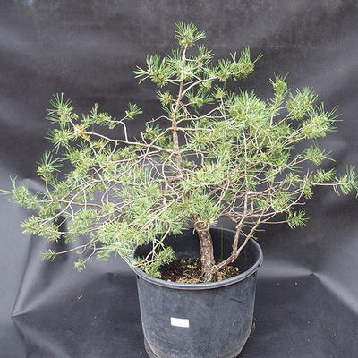 Borovoce lesní - Pinus sylvestris  KA-08 - 1
